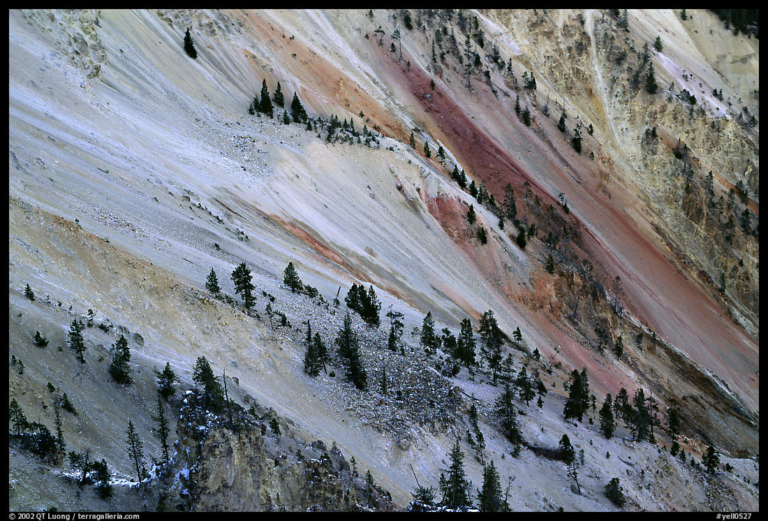 Trees and colorful mineral deposits, Grand Canyon of Yellowstone. Yellowstone National Park, Wyoming, USA.