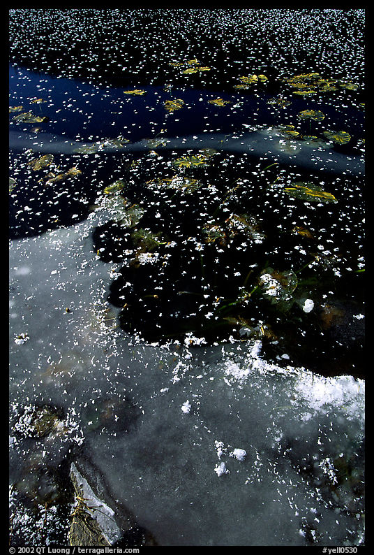 Ice on a small lake. Yellowstone National Park, Wyoming, USA.