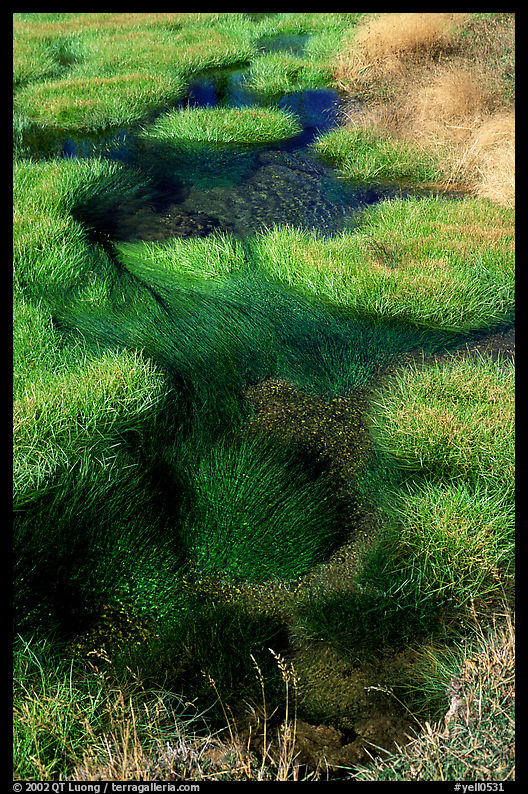 Grasses and stream. Yellowstone National Park, Wyoming, USA.