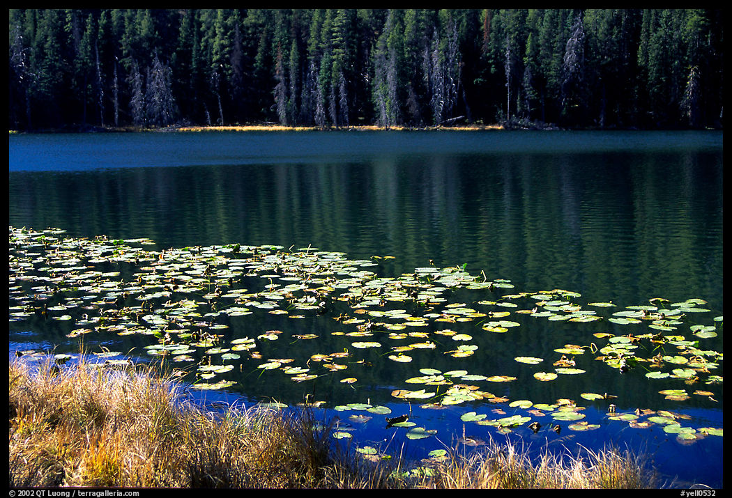 Lilies on a small lake. Yellowstone National Park, Wyoming, USA.