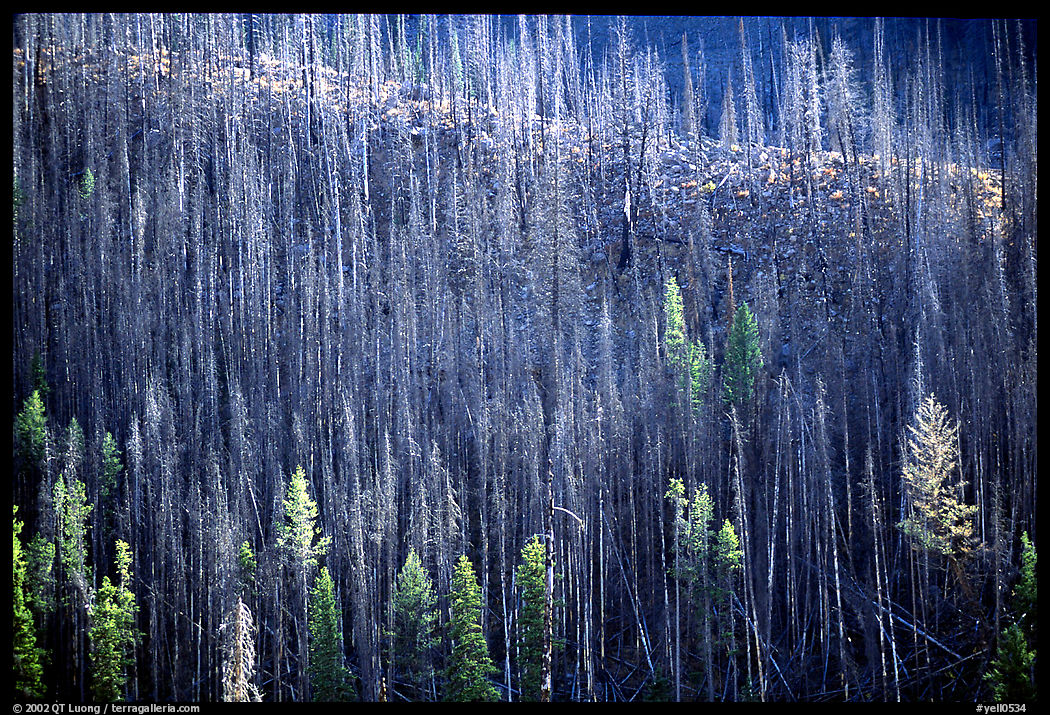 Bare trees on hill. Yellowstone National Park, Wyoming, USA.