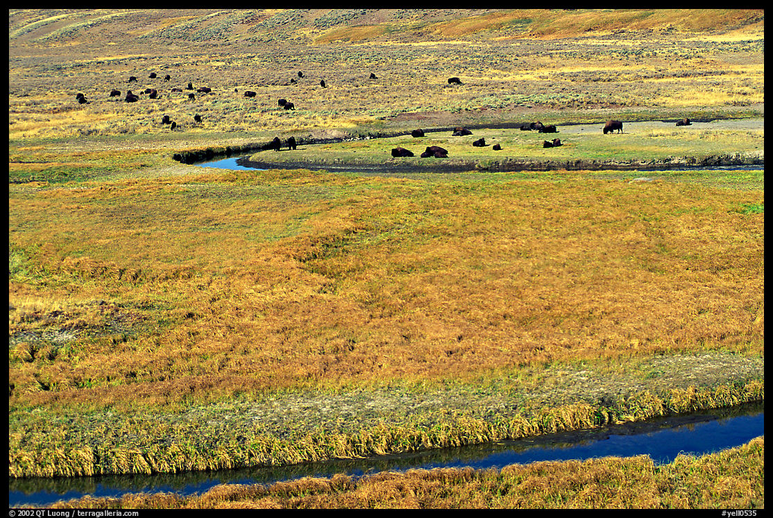 Yellowstone River, meadow, and bisons in Heyden Valley. Yellowstone National Park, Wyoming, USA.