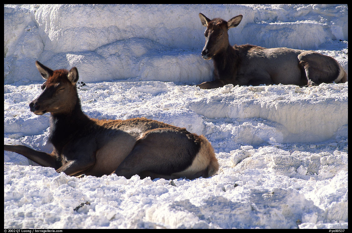 Female Elk on travertine terraces at Mammoth Hot Springs. Yellowstone National Park, Wyoming, USA.