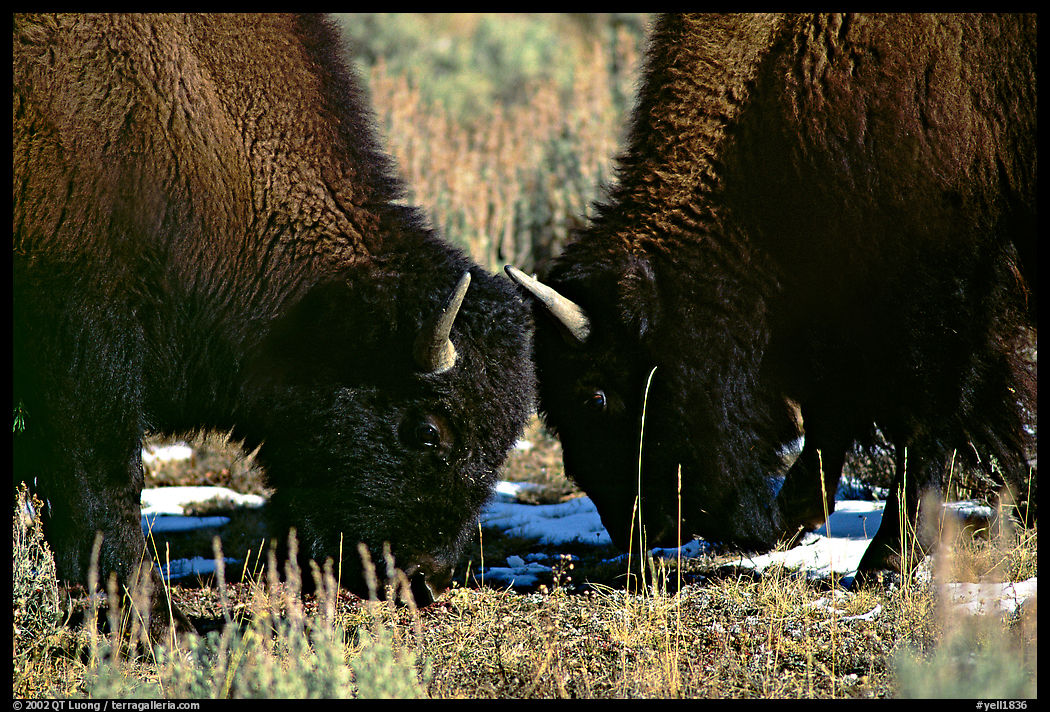 Two buffaloes head to head. Yellowstone National Park, Wyoming, USA.