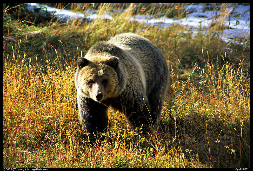 Grizzly bear. Yellowstone National Park, Wyoming, USA.