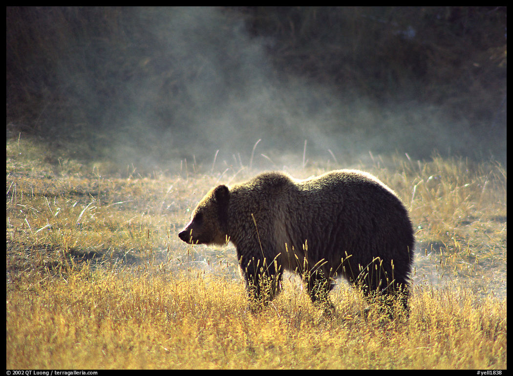 Grizzly bear and thermal steam. Yellowstone National Park, Wyoming, USA.