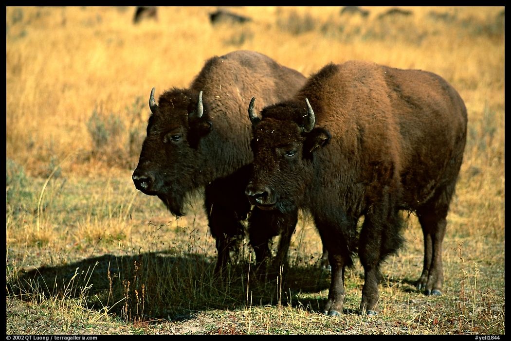 Two bisons. Yellowstone National Park, Wyoming, USA.