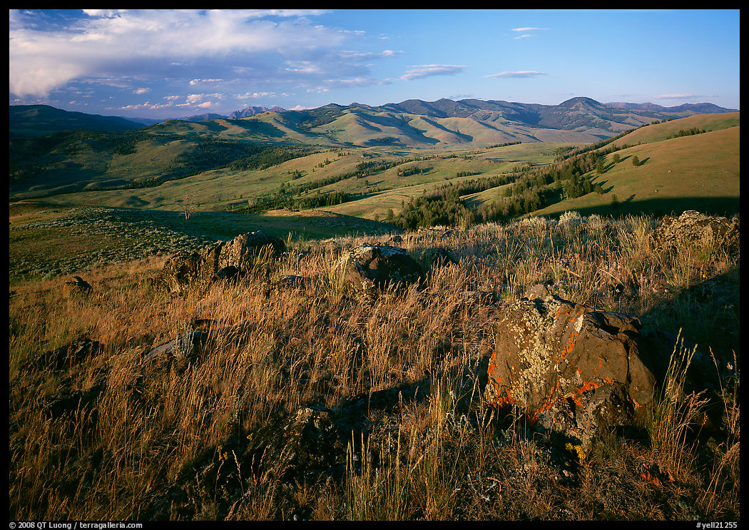 Rocks and grasses on Specimen ridge, late afternoon. Yellowstone National Park, Wyoming, USA.