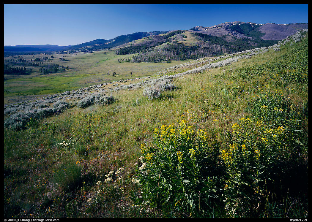 Yellow summer flowers and Mt Washburn, early morning. Yellowstone National Park, Wyoming, USA.