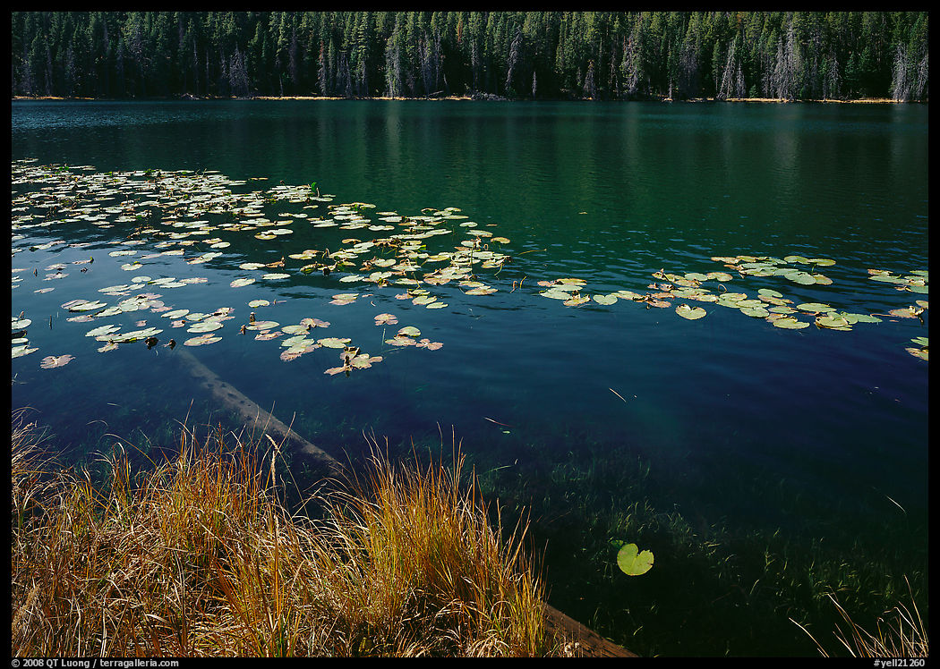 Water lilies and pond. Yellowstone National Park, Wyoming, USA.
