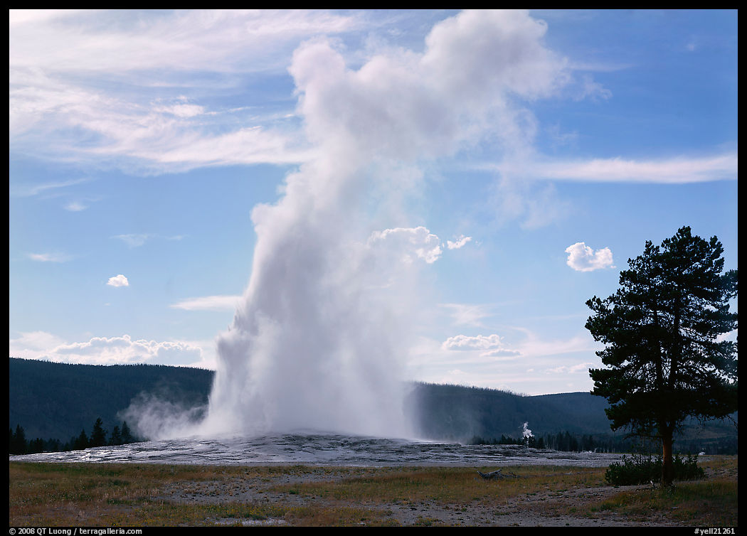 Old Faithful Geyser and tree, afternoon. Yellowstone National Park, Wyoming, USA.