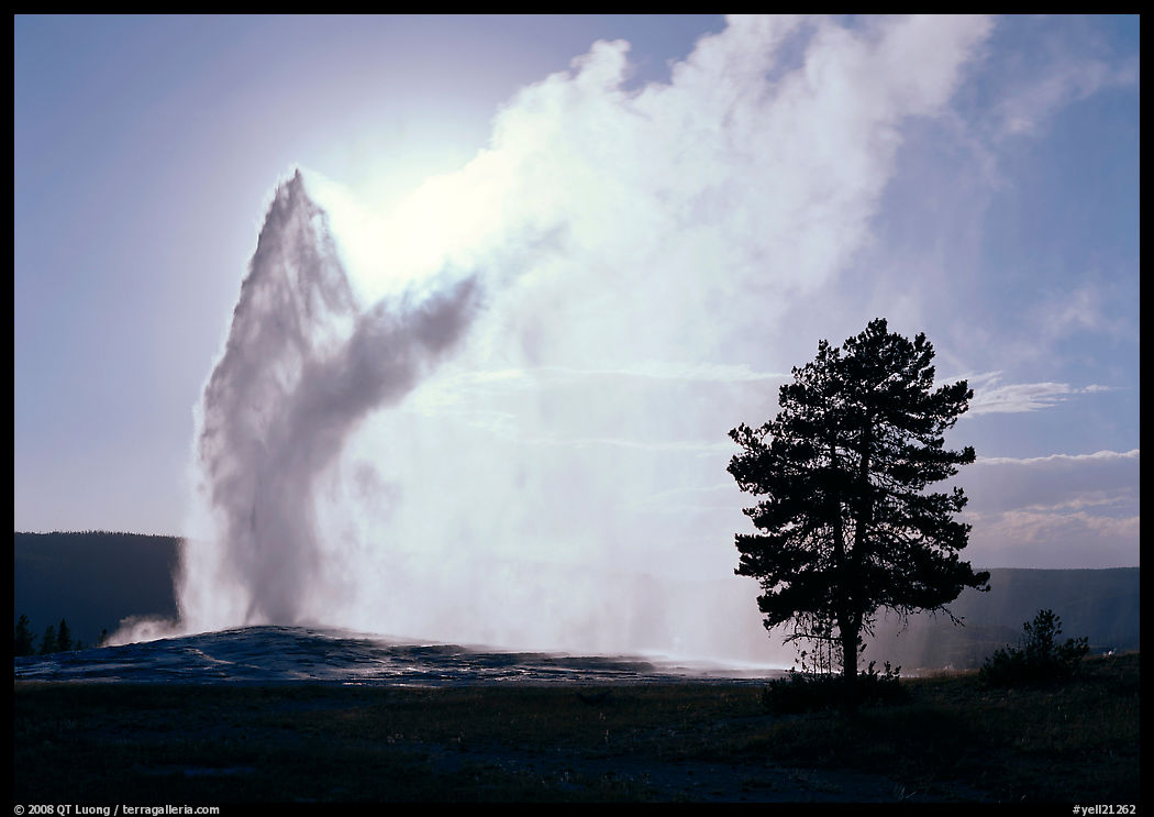 Old Faithful Geyser and tree backlit in afternoon. Yellowstone National Park, Wyoming, USA.