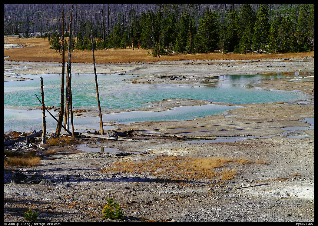 Dead trees and turquoise pond in Norris Geyser Basin. Yellowstone National Park, Wyoming, USA.