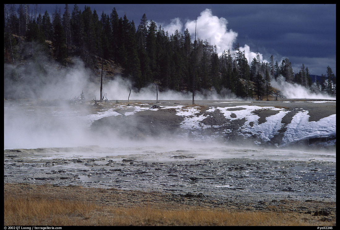 Fumeroles and forest in Upper Geyser Basin. Yellowstone National Park, Wyoming, USA.