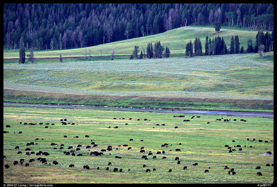 Buffalo herd in Lamar Valley, dawn. Yellowstone National Park, Wyoming, USA.