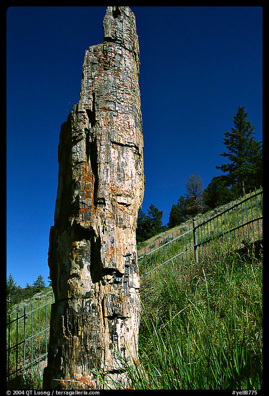 Petrified tree. Yellowstone National Park, Wyoming, USA.