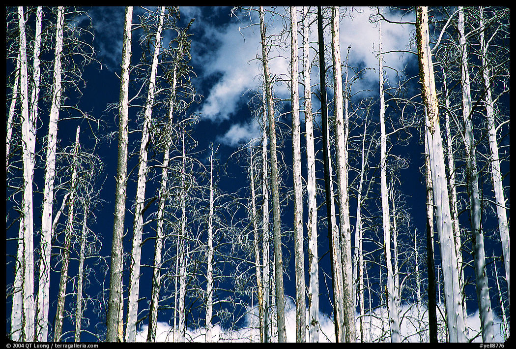 Bright trees in burned forest and clouds. Yellowstone National Park, Wyoming, USA.