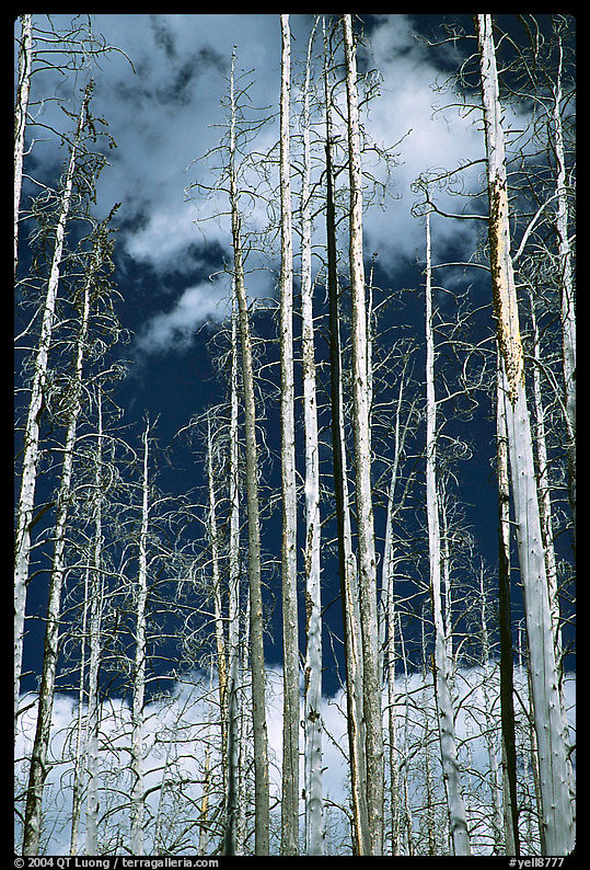 Burned forest and clouds. Yellowstone National Park, Wyoming, USA.