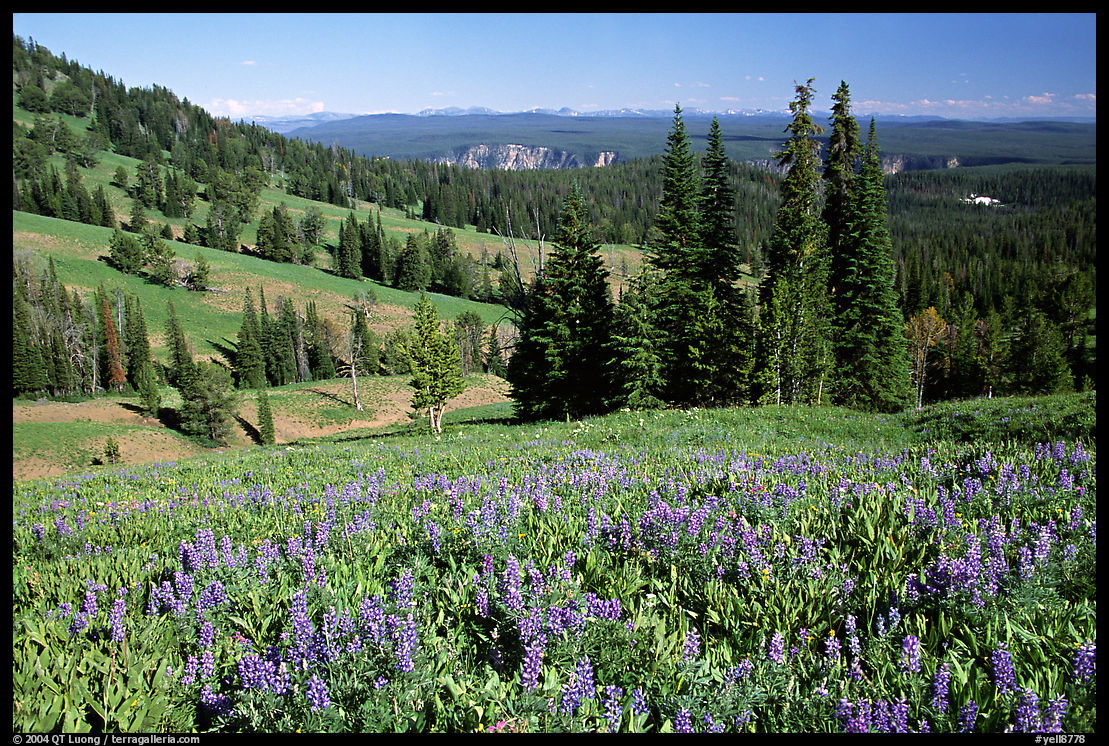 Lupines at Dunraven Pass, Grand Canyon of the Yellowstone in the background. Yellowstone National Park, Wyoming, USA.