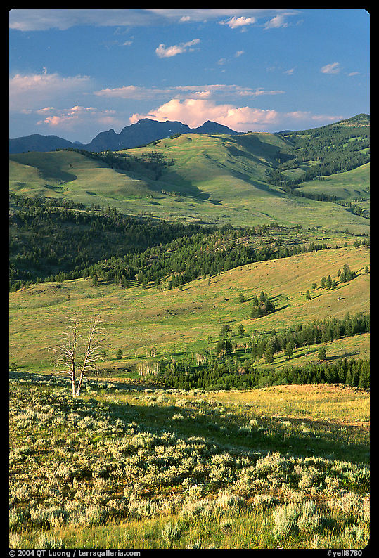Hills from Specimen ridge, late afternoon. Yellowstone National Park