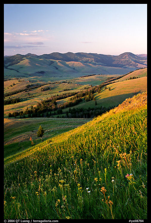 Grasses and flowers on Specimen ridge, sunset. Yellowstone National Park, Wyoming, USA.