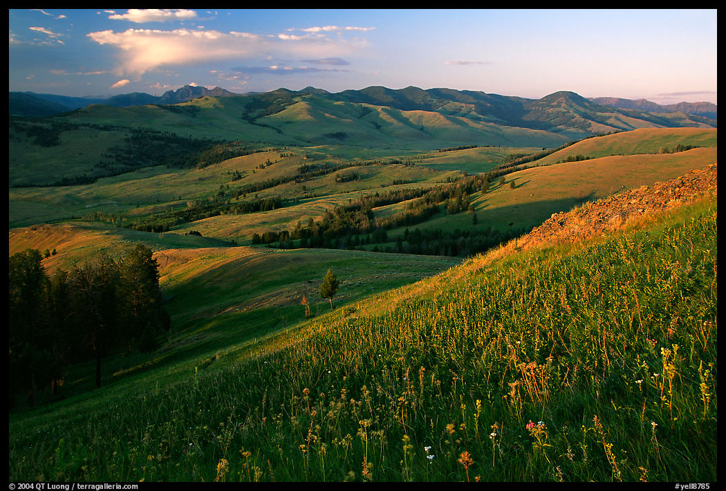 Grasses and flowers on Specimen ridge, sunset. Yellowstone National Park, Wyoming, USA.