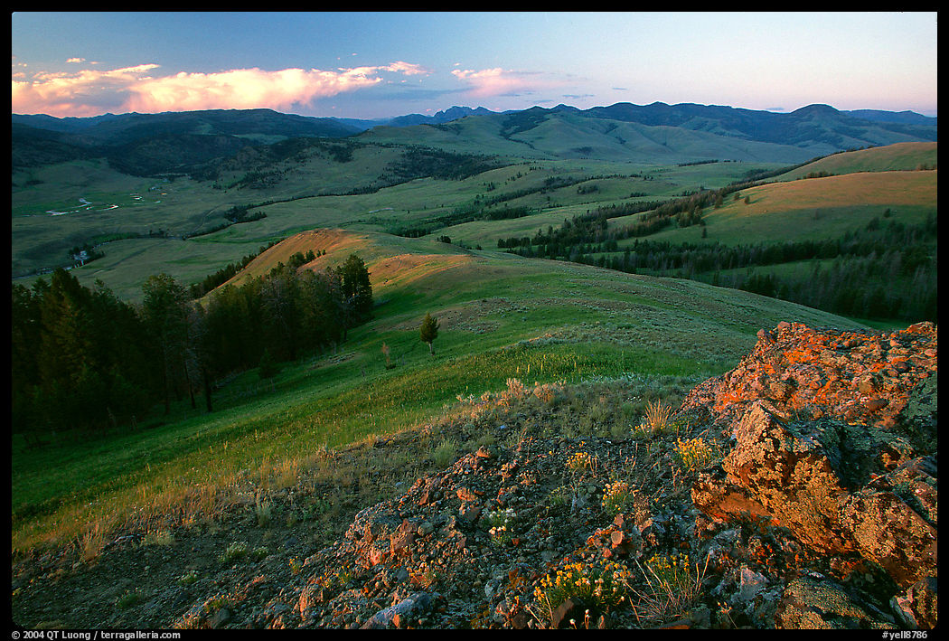 Rocks and flowers on Specimen ridge, sunset. Yellowstone National Park, Wyoming, USA.