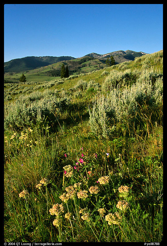 Flowers and Mt Washburn, sunrise. Yellowstone National Park, Wyoming, USA.