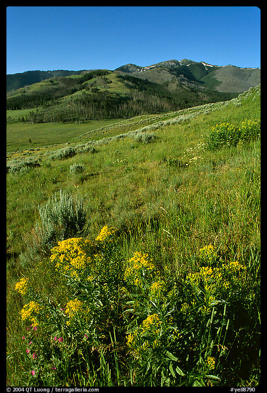 Yellow flowers on slope below Mt Washburn, early morning. Yellowstone National Park, Wyoming, USA.