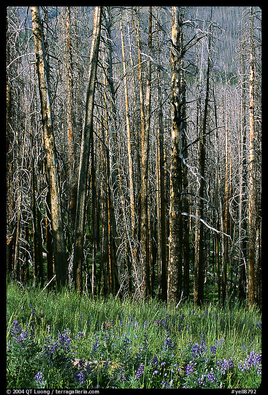 Lupine at the base of burned forest. Yellowstone National Park, Wyoming, USA.