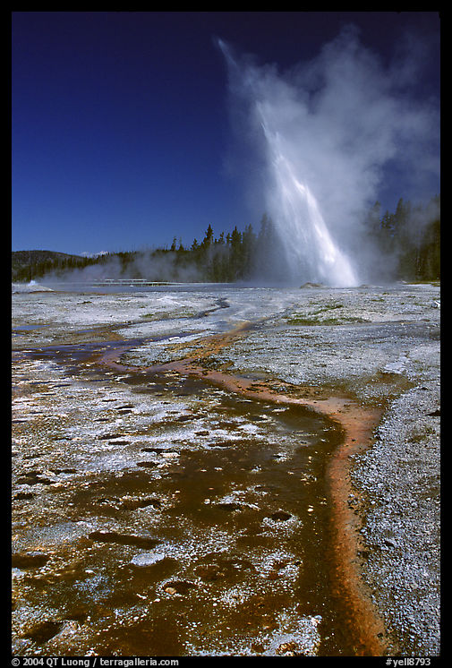 Daisy Geyser erupting at an angle. Yellowstone National Park
