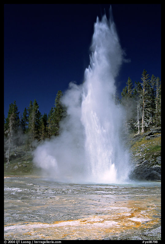 Grand Geyser,  tallest of the regularly erupting geysers in the Park. Yellowstone National Park, Wyoming, USA.