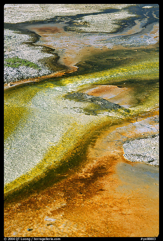 Detail of colorful algaes, Biscuit Basin. Yellowstone National Park
