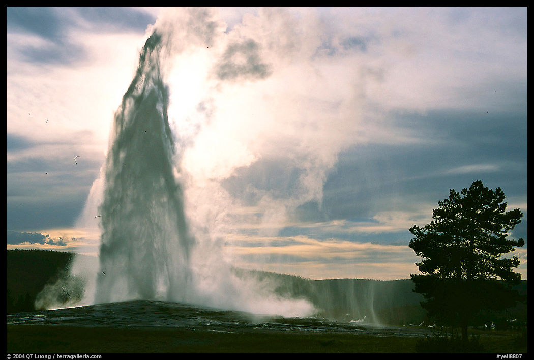 Old Faithful Geyser erupting, backlit by late afternoon sun. Yellowstone National Park