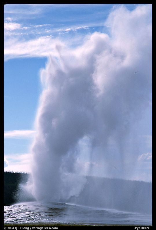 Old Faithful Geyser erupting, afternoon. Yellowstone National Park, Wyoming, USA.