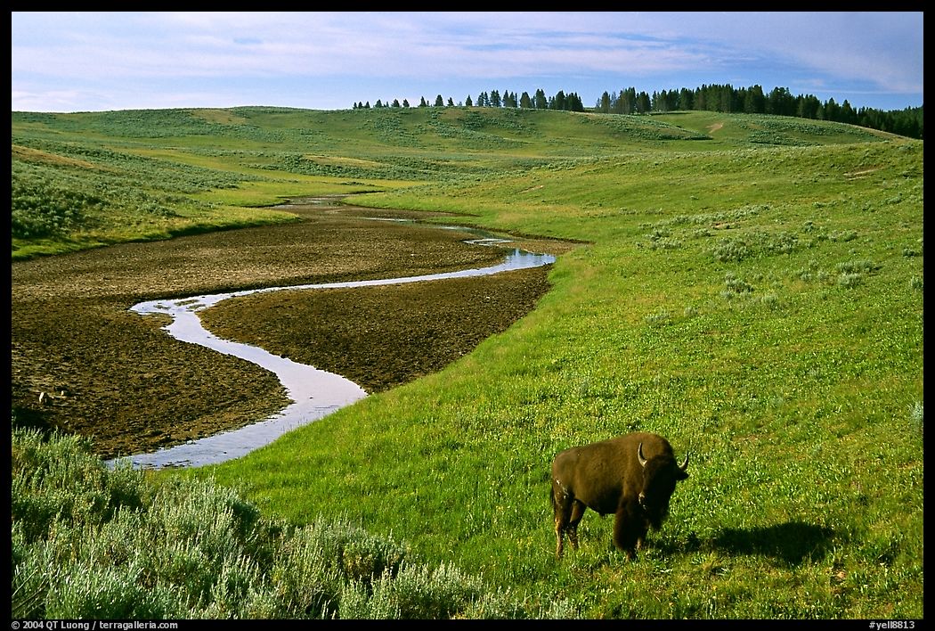 Bison and creek, Hayden Valley. Yellowstone National Park, Wyoming, USA.
