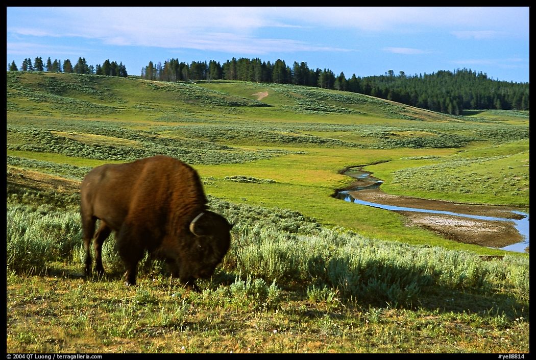 Buffalo, Hayden Valley. Yellowstone National Park, Wyoming, USA.