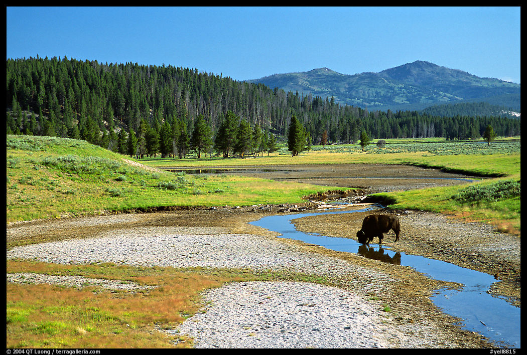Buffalo in creek, Hayden Valley. Yellowstone National Park, Wyoming, USA.