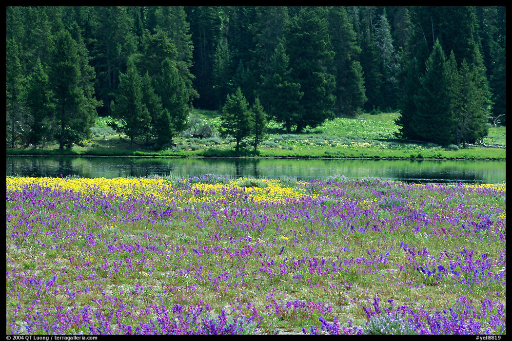 Purple flowers and pine trees. Yellowstone National Park, Wyoming, USA.