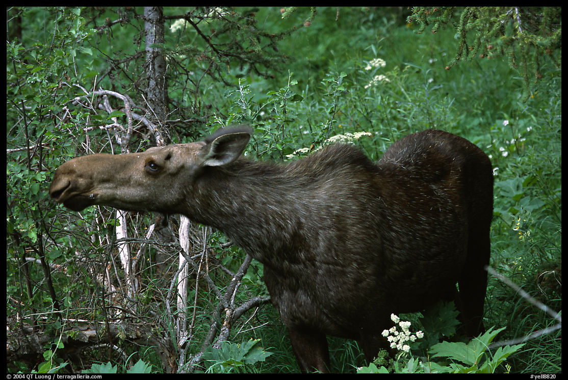 Cow moose reaching for plant. Yellowstone National Park, Wyoming, USA.