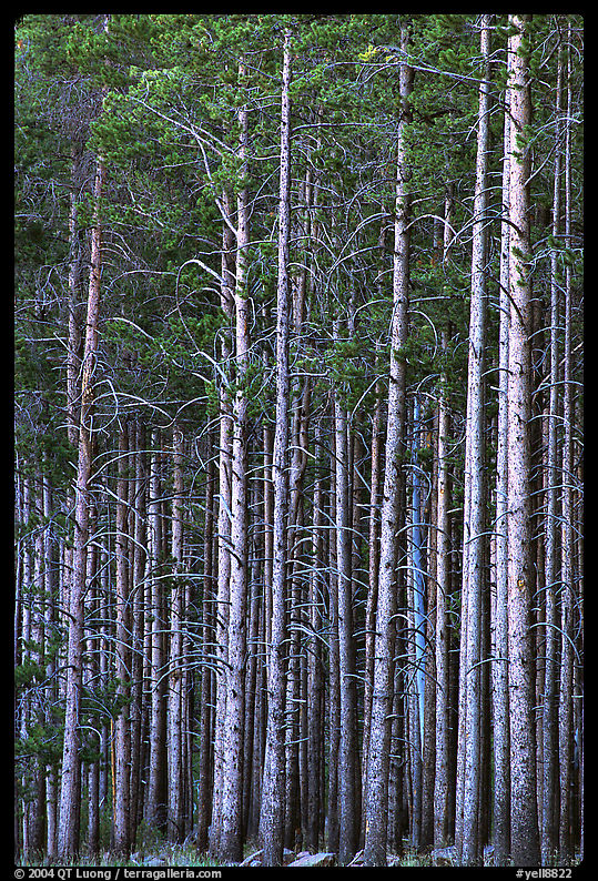 Dense forest, dusk. Yellowstone National Park
