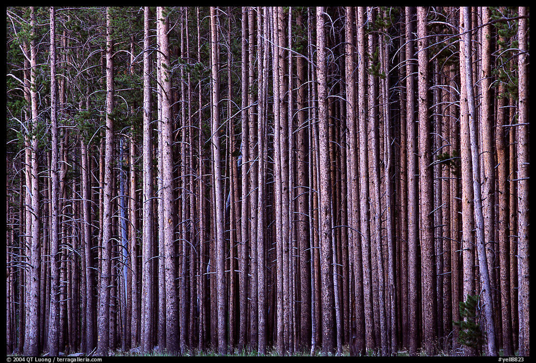 Densely clustered tree trunks, dusk. Yellowstone National Park