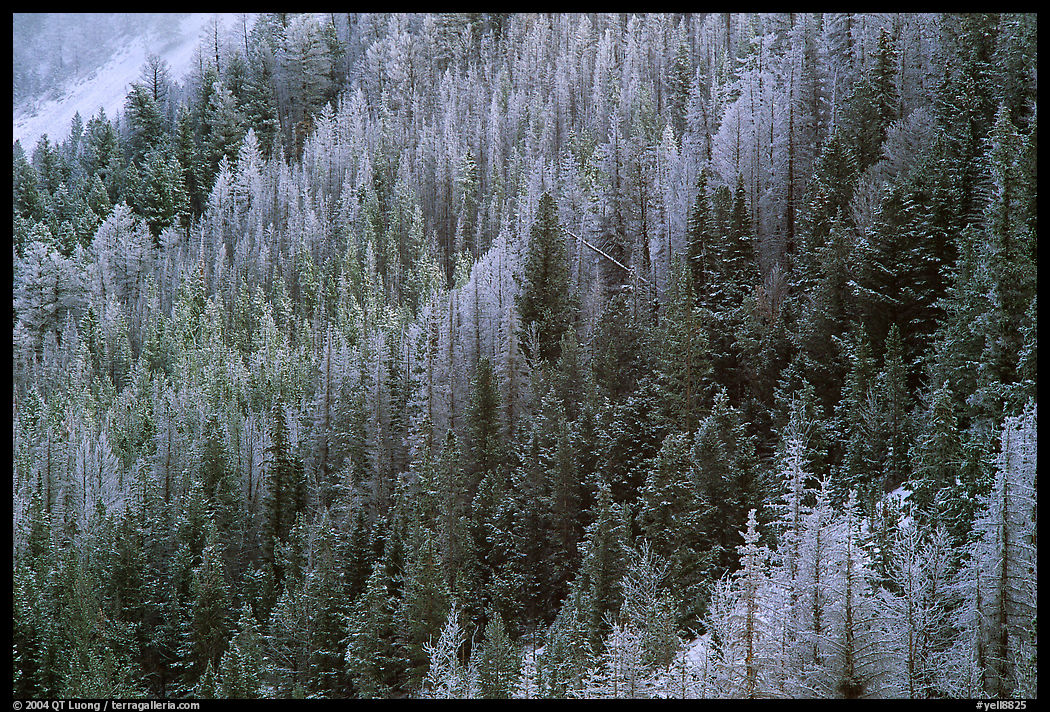 Frosted trees. Yellowstone National Park, Wyoming, USA.