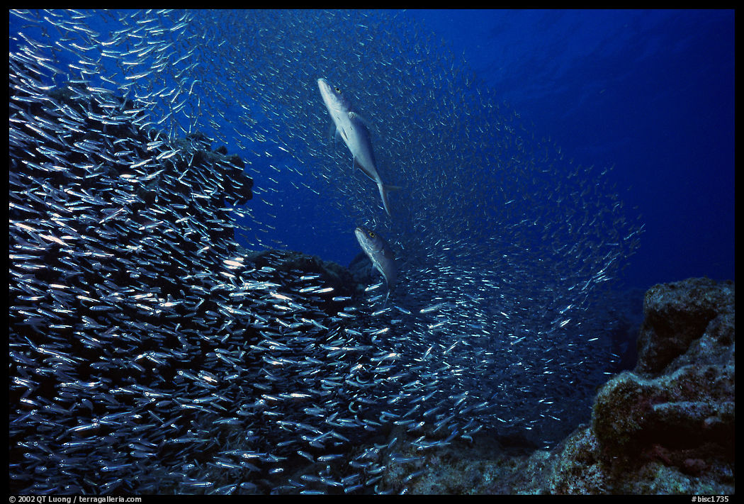 School of baitfish fleeing predator fish. Biscayne National Park, Florida, USA.