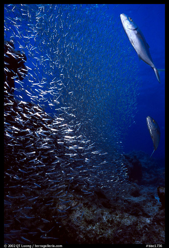 Large school of tiny baitfish chased by larger fish. Biscayne National Park, Florida, USA.