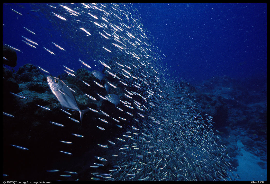 School of baitfish escaping predators. Biscayne National Park, Florida, USA.