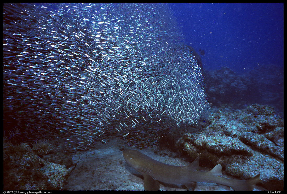 School of baitfish and nurse shark on sea floor. Biscayne National Park, Florida, USA.