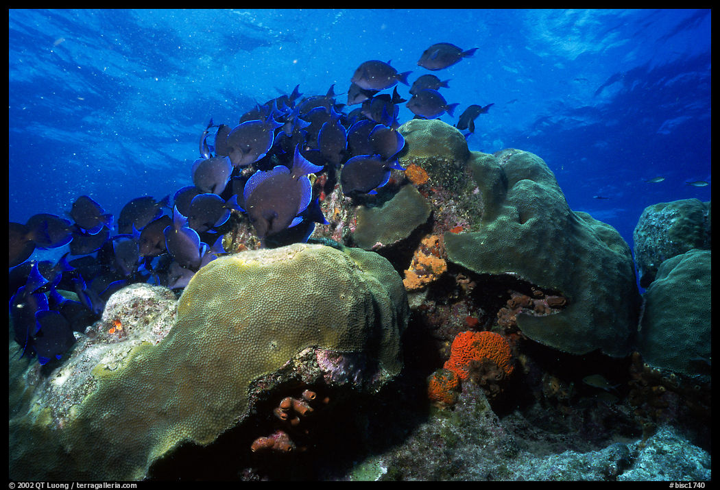 Coral and blue fish. Biscayne National Park, Florida, USA.