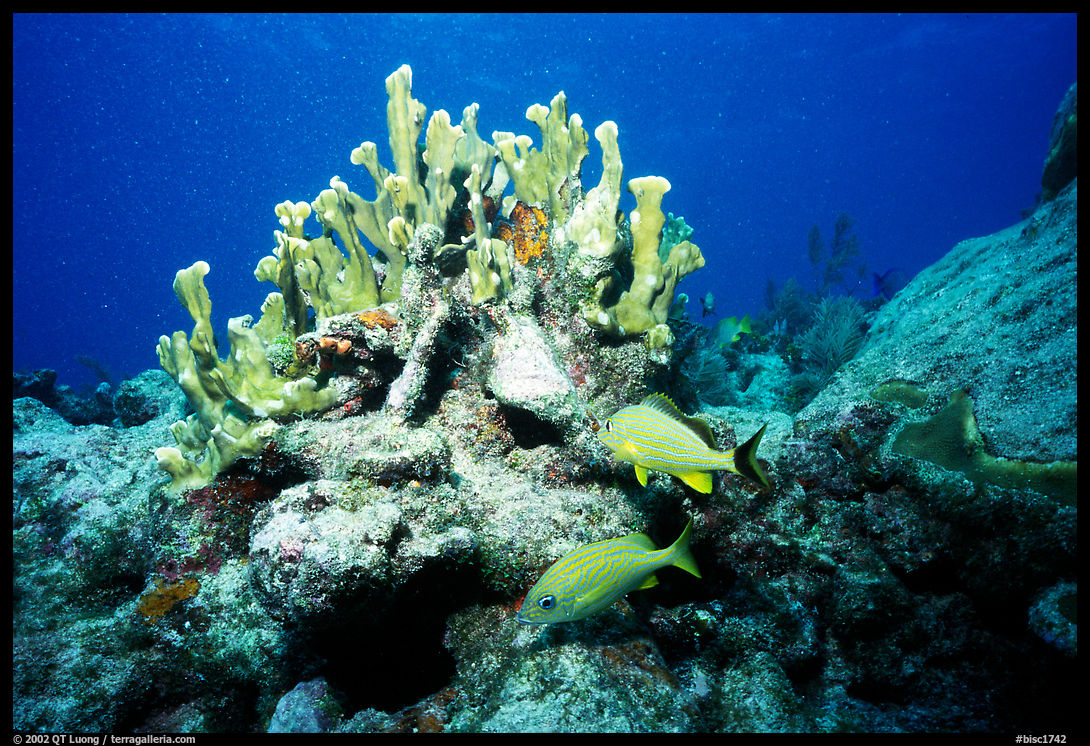 Coral and smallmouth grunts. Biscayne National Park, Florida, USA.