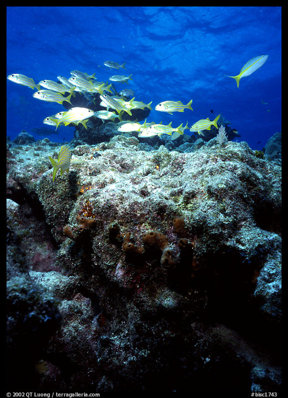 Coral and smallmouth grunts. Biscayne National Park, Florida, USA.
